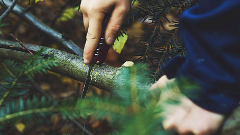 stage survie dans en forêt autour de nantes